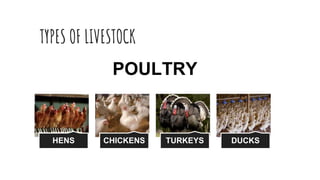 TYPES OF LIVESTOCK
HENS CHICKENS TURKEYS DUCKS
POULTRY
 