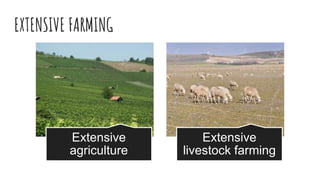 EXTENSIVE FARMING
Extensive
agriculture
Extensive
livestock farming
 