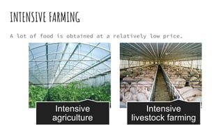 INTENSIVE FARMING
A lot of food is obtained at a relatively low price.
Intensive
agriculture
Intensive
livestock farming
 