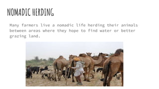 NOMADIC HERDING
Many farmers live a nomadic life herding their animals
between areas where they hope to find water or better
grazing land.
 