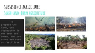 SUBSISTENCE AGRICULTURE
Slash-and-burn agriculture
To
prepare the
land, the
vegetation is
cut down and
burnt, and the
ashes are used
as fertiliser.
 