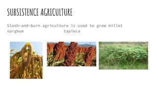SUBSISTENCE AGRICULTURE
Slash-and-burn agriculture is used to grow millet
sorghum tapioca
 