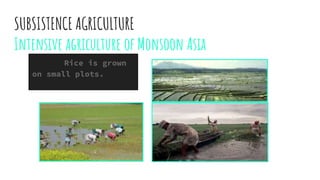 SUBSISTENCE AGRICULTURE
Intensive agriculture of Monsoon Asia
Rice is grown
on small plots.
 
