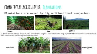 COMMERCIAL AGRICULTURE: Plantations
Plantations are owned by big multinational companies.
Cocoa
Bananas Pineapples
Tea Coffee
 