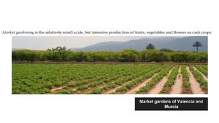 Market gardens of Valencia and
Murcia
 