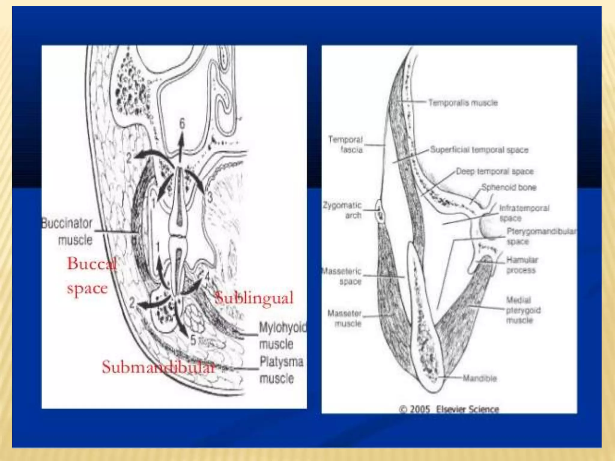 Primary spaces of space infection | PPTX