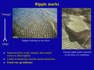 Typical Ripple Marks Comprehensive Overview of Primary Sedimentary Structures in Structural ...