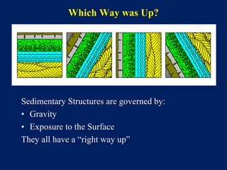 Comprehensive Overview of Primary Sedimentary Structures in Structural ...
