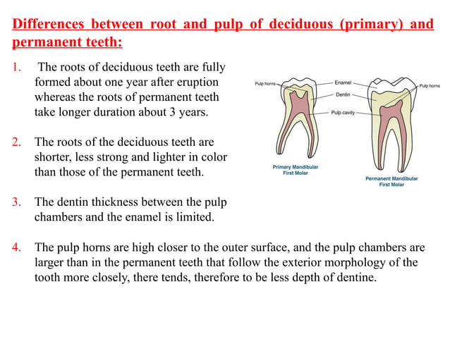 Primary teeth in Comparision to permanent dention .pptx | Oral care ...