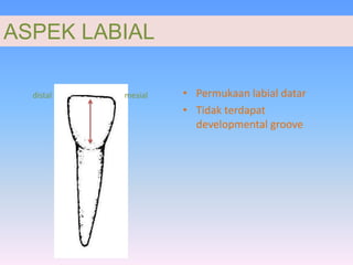 Primary teeth original | PPTX