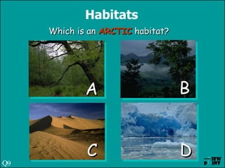 Habitats Which is an  ARCTIC  habitat? A C B D Q9 