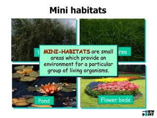 Mini habitats Trees Grassy area Pond Flower beds MINI-HABITATS  are small areas which provide an environment for a particular group of living organisms. 