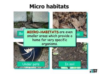 Micro habitats Between cracks Under leaves Under pots In soil MICRO-HABITATS  are even smaller areas which provide a home for very specific organisms. 