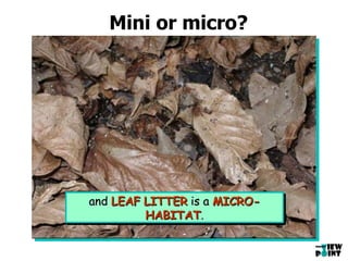 Mini or micro? WOODLAND  is a  HABITAT a  TREE  is a  MINI-HABITAT and  LEAF   LITTER  is a  MICRO-HABITAT . 