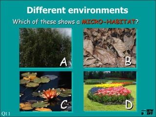 Different environments Which of these shows a  MICRO-HABITAT ? A C B D Q11 