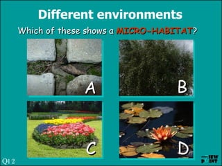 Different environments Which of these shows a  MICRO-HABITAT ? A C B D Q12 