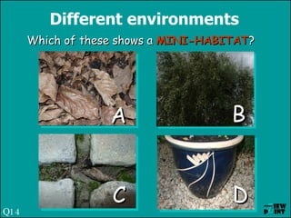 Different environments Which of these shows a  MINI-HABITAT ? A C B D Q14 