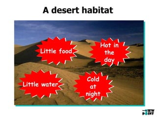 A desert habitat Little water Little food Hot in the day Cold at night 