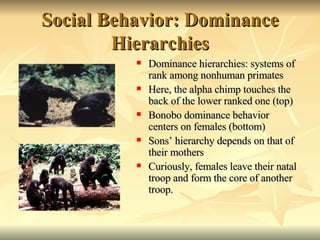 primate social behavior