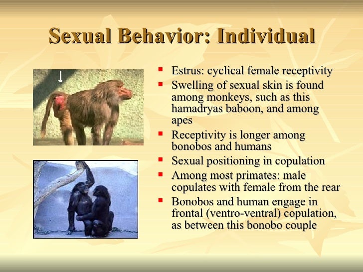 Primate Social Behavior