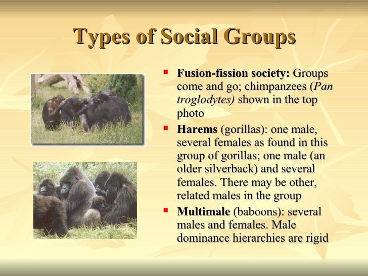 primate behavior chimpanzees essay The evolution of primate locomotion and body configuration worlds, who have long since abandoned the trees as their chief lodging topographic point, have merely partly lost the physical versions for tree mounting their custodies, in peculiar, remain in the arboreal cast merely the pess have lost their crude prehensility in accommodating to. primate behavior chimpanzees essay The evolution of primate locomotion and body configuration worlds, who have long since abandoned the trees as their chief lodging topographic point, have merely partly lost the physical versions for tree mounting their custodies, in peculiar, remain in the arboreal cast merely the pess have lost their crude prehensility in accommodating to.