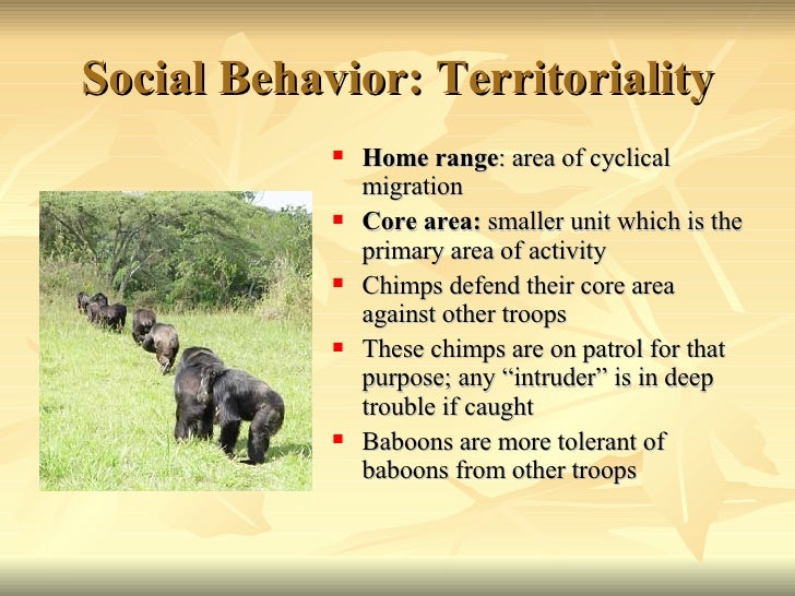 Primate Social Behavior