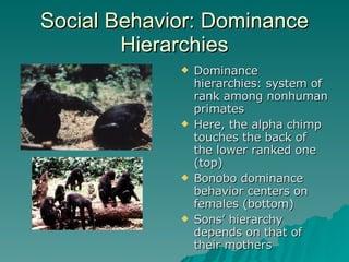 Social Behavior: Dominance Hierarchies Dominance hierarchies: system of rank among nonhuman primates Here, the alpha chimp touches the back of the lower ranked one (top) Bonobo dominance behavior centers on females (bottom) Sons’ hierarchy depends on that of their mothers 