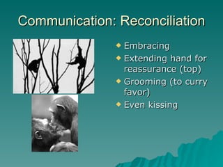 Communication: Reconciliation Embracing Extending hand for reassurance (top) Grooming (to curry favor) Even kissing 