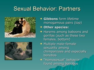 Sexual Behavior: Partners Gibbons  form lifetime monogamous pairs (top) Other species: Harems among baboons and gorillas (such as these two females, bottom) Multiple male-female sexuality among chimpanzees and especially bonobos “ Homosexual” behavior found among bonobos 