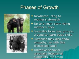 Phases of Growth Newborns: cling to mother’s stomach Up to a year: start riding mother’s back Juveniles form play groups, a good to learn basic skills Juveniles may also show empathy, as with this distressed adult Imitative behavior gradually integrates subadults into troop 
