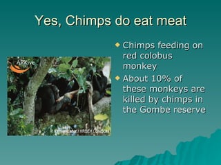 Yes, Chimps do eat meat Chimps feeding on red colobus monkey About 10% of these monkeys are killed by chimps in the Gombe reserve 