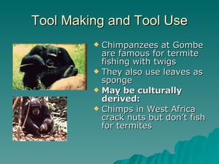 Tool Making and Tool Use Chimpanzees at Gombe are famous for termite fishing with twigs They also use leaves as sponge May be culturally derived:   Chimps in West Africa crack nuts but don’t fish for termites 