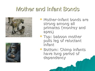 Mother and Infant Bonds Mother-infant bonds are strong among all primates (monkey and apes) Top: baboon mother pulls leg of reluctant infant Bottom: Chimp infants have long period of dependency 