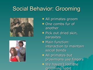 Social Behavior: Grooming All primates groom One combs fur of another Pick out dried skin, parasites Main function: interaction to maintain social bonds All primates but prosimians use fingers We haven’t lost the grooming habit 