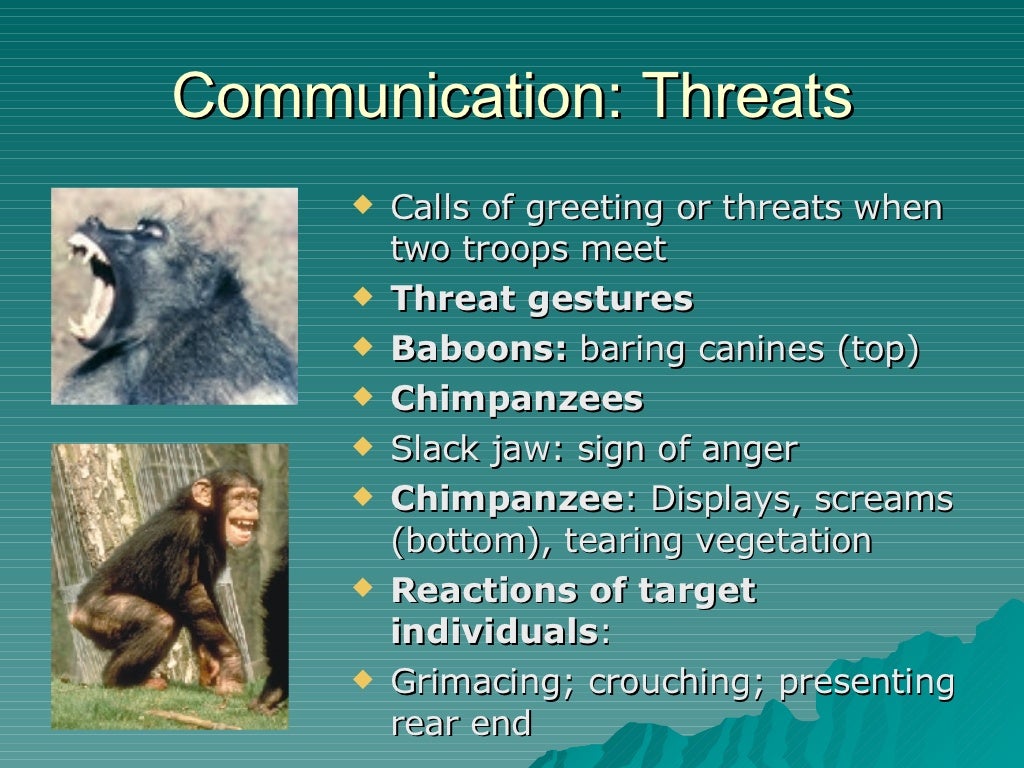Primate Social Behavior