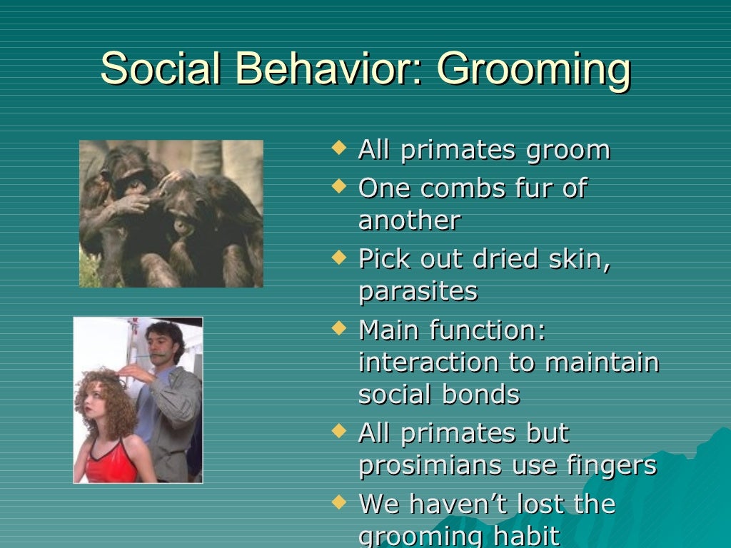Primate Social Behavior