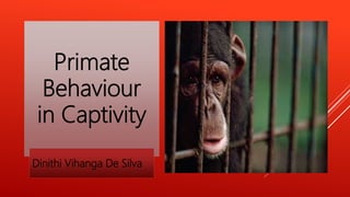 Primate
Behaviour
in Captivity
Dinithi Vihanga De Silva
 