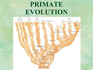 PRIMATE EVOLUTION 