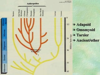 Adapoid Omomyoid Tarsier Ancient/other 
