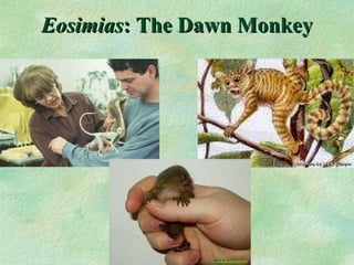Eosimias : The Dawn Monkey 