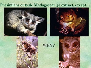 Prosimians outside Madagascar go extinct, except… WHY? 