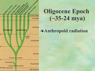 Oligocene Epoch  (~35-24 mya) Anthropoid radiation 