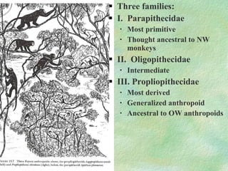 Three families: I.  Parapithecidae Most primitive Thought ancestral to NW monkeys II.  Oligopithecidae Intermediate  III. Propliopithecidae  Most derived Generalized anthropoid Ancestral to OW anthropoids 