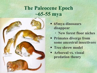 The Paleocene Epoch ~65-55 mya 65mya dinosaurs disappear New forest floor niches Primates diverge from some ancestral insectivore Tree shrew model Arboreal vs. visual predation theory 