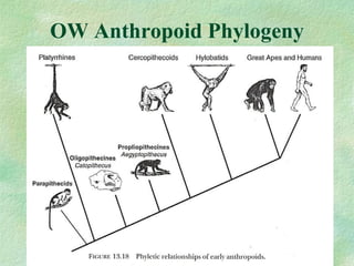 OW Anthropoid Phylogeny 