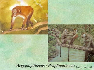 Aegyptopithecus / Propliopithecus Note: no tail 