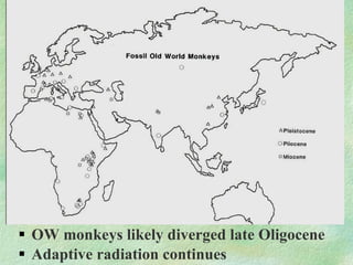 OW monkeys likely diverged late Oligocene Adaptive radiation continues 