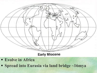 Evolve in Africa Spread into Eurasia via land bridge ~16mya 