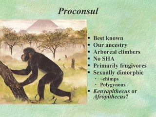 Best known Our ancestry Arboreal climbers No SHA Primarily frugivores Sexually dimorphic ~chimps Polygynous Kenyapithecus  or  Afropithecus ? Proconsul 