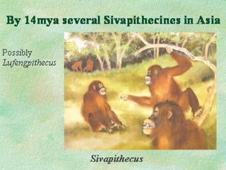 HAND/FOREARM OF  P. HESELONI LOWER LEG  P.HESELONI, PAN ,  and  P. NYANZAE Links to modern hominoids (long bones, no tail) but so primitive, difficult to trace ancestry through any of these early apes. Proconsul 